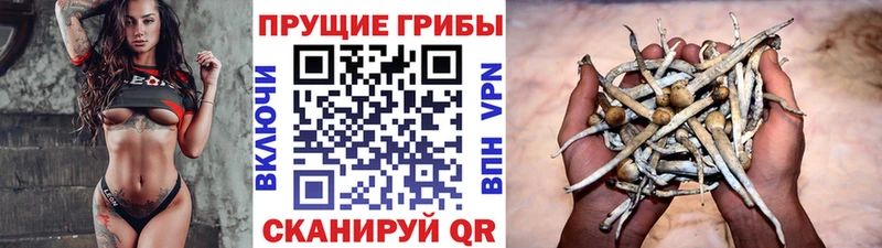 Псилоцибиновые грибы Cubensis  что такое наркотик  Вязьма 