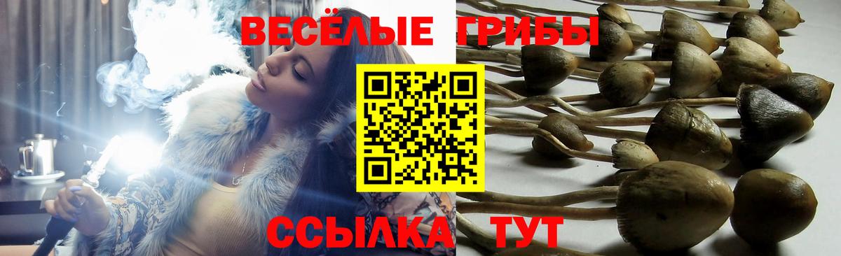 Псилоцибиновые грибы Psilocybe Вязьма